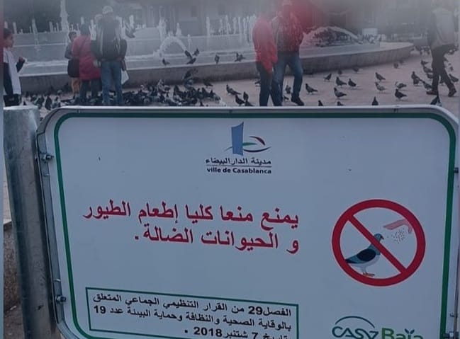 جماعة الدار البيضاء تمنع إطعام الطيور بساحة محمد الخامس