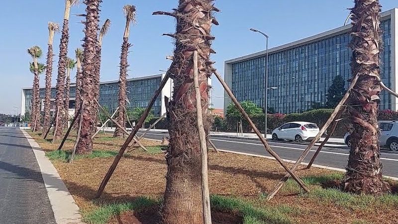 «أزمة النخيل».. بيضاويون يستنجدون بالوالي امهيدية ويقترحون غرس 13 نوعا من الأشجار المقاومة للجفاف