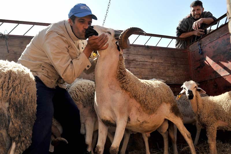 16 مليار درهم مبيعات الأغنام في عيد الأضحى الماضي