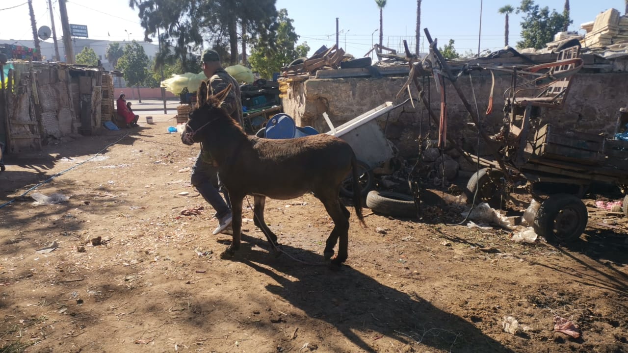 فيديو: حملة واسعة النطاق على الدواب والماشية بحي مولاي رشيد